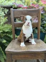 Ellie, a female Boston Terrier for sale in Mayfield, KY – 7 of 10