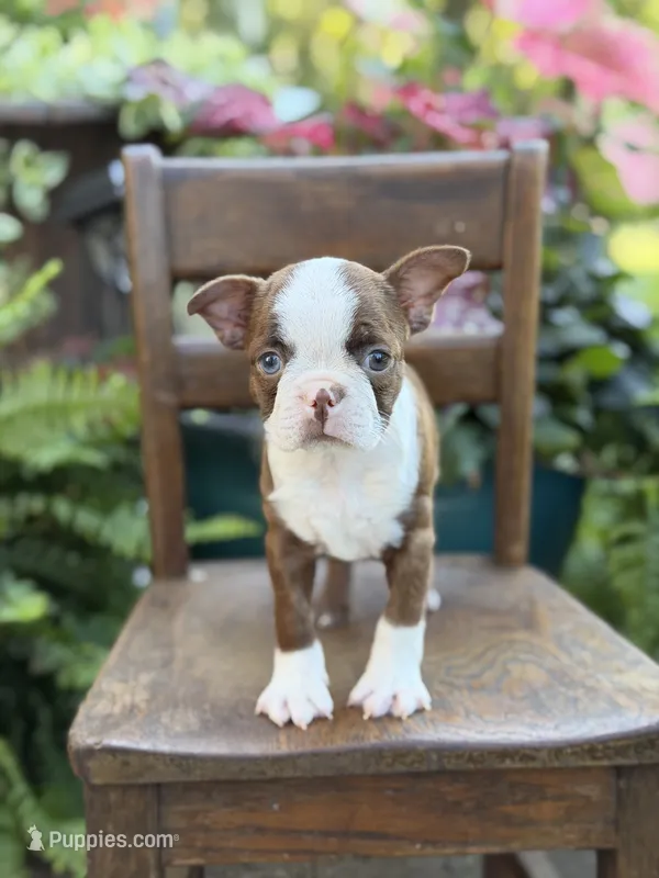 Ellie – Boston Terrier puppy for sale in Mayfield, KY