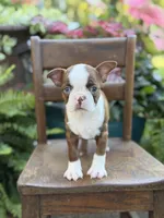 Ellie, a female Boston Terrier for sale in Mayfield, KY – 1 of 10