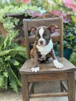 Elsa, a female Boston Terrier for sale in Mayfield, KY – 4 of 10
