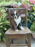 Elsa, a female Boston Terrier for sale in Mayfield, KY – 5 of 10