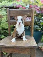 Ellie, a female Boston Terrier for sale in Mayfield, KY – 5 of 10