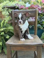 Elsa, a female Boston Terrier for sale in Mayfield, KY – 2 of 10