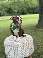 AKC Tonka, a male Boston Terrier for sale in Mayfield, KY – 2 of 9