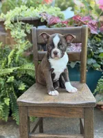 Elsa, a female Boston Terrier for sale in Mayfield, KY – 3 of 10