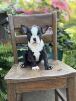 Ellis, a male Boston Terrier for sale in Mayfield, KY – 1 of 6