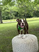 AKC Tonka, a male Boston Terrier for sale in Mayfield, KY – 7 of 9