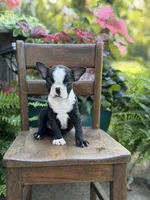 Ellis, a male Boston Terrier for sale in Mayfield, KY – 6 of 6
