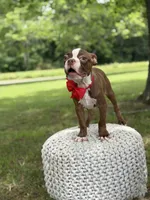 AKC Tucker, a male Boston Terrier for sale in Mayfield, KY – 1 of 6