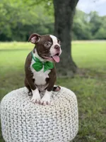 AKC Tonka, a male Boston Terrier for sale in Mayfield, KY – 3 of 9