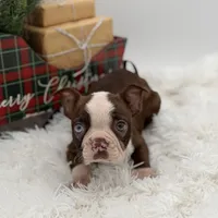 Brooklyn, a female Boston Terrier for sale in Mayfield, KY – Photo 2 of 10