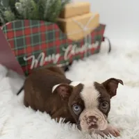 Brooklyn, a female Boston Terrier for sale in Mayfield, KY – Photo 3 of 10