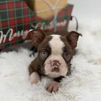 Brooklyn, a female Boston Terrier for sale in Mayfield, KY – Photo 10 of 10