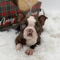 Brooklyn, a female Boston Terrier for sale in Mayfield, KY – Photo 4 of 10