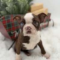 Brooklyn, a female Boston Terrier for sale in Mayfield, KY – Photo 9 of 10