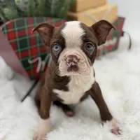 Brooklyn, a female Boston Terrier for sale in Mayfield, KY – Photo 5 of 10