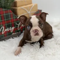 Brooklyn, a female Boston Terrier for sale in Mayfield, KY – Photo 6 of 10