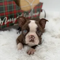 Brooklyn, a female Boston Terrier for sale in Mayfield, KY – Photo 7 of 10