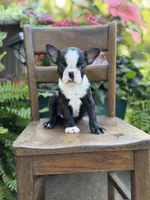 Ellis, a male Boston Terrier for sale in Mayfield, KY – 3 of 6
