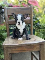 Ellis, a male Boston Terrier for sale in Mayfield, KY – 5 of 6
