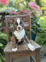 Elsa, a female Boston Terrier for sale in Mayfield, KY – 6 of 10