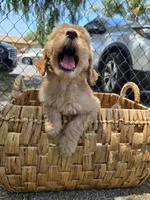 Sarabi, a female Goldendoodle for sale in San Diego, CA – 4 of 4
