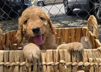 Yaya, a female Goldendoodle for sale in San Diego, CA – 2 of 3