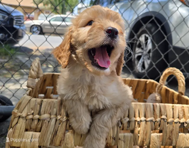Sarabi – Goldendoodle puppy for sale in San Diego, CA