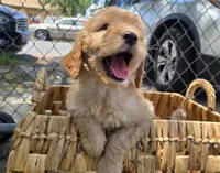 Sarabi, a female Goldendoodle for sale in San Diego, CA – 1 of 4