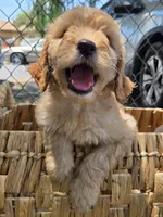 Sarabi, a female Goldendoodle for sale in San Diego, CA – 2 of 4