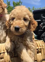 Nala, a female Goldendoodle for sale in San Diego, CA – 3 of 3