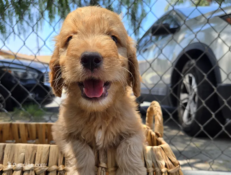 Mufasa – Goldendoodle puppy for sale in San Diego, CA