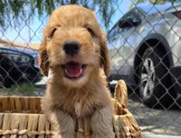 Mufasa, a male Goldendoodle for sale in San Diego, CA – 1 of 2