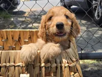Nala, a female Goldendoodle for sale in San Diego, CA – 1 of 3