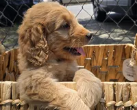 Yaya, a female Goldendoodle for sale in San Diego, CA – 3 of 3