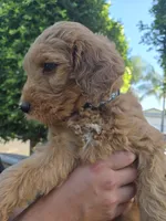 Mufasa, a male Goldendoodle for sale in San Diego, CA – 2 of 2