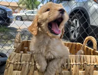 Sarabi, a female Goldendoodle for sale in San Diego, CA – 3 of 4