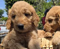Nala, a female Goldendoodle for sale in San Diego, CA – 2 of 3