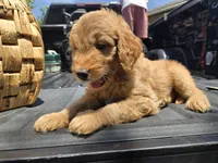 Yaya, a female Goldendoodle for sale in San Diego, CA – 1 of 3