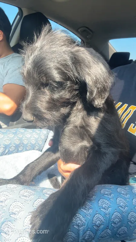 Bear – Standard Schnauzer, Labradoodle puppy for sale in Beachwood, NJ