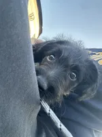 Bear, a female Standard Schnauzer and Labradoodle for sale in Beachwood, NJ – 2 of 3
