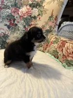 Mandi, a female Chihuahua for sale in Royston, GA – 3 of 3