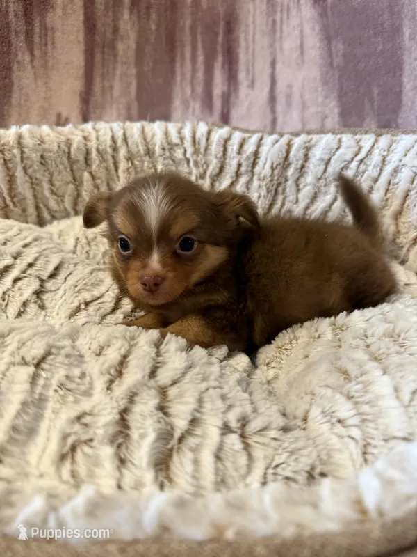 Spicer – Chihuahua puppy for sale in Royston, GA