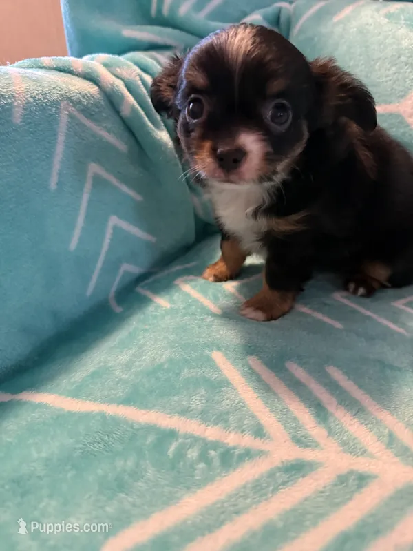 Mandi, a female Chihuahua for sale in Royston, GA – 1 of 1