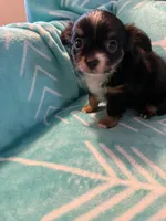 Mandi, a female Chihuahua for sale in Royston, GA – 1 of 1