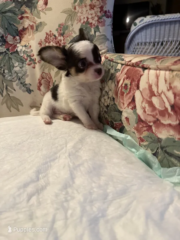 Jasper  – Chihuahua puppy for sale in Royston, GA