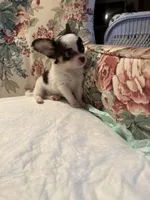 Jasper , a male Chihuahua for sale in Royston, GA – 1 of 2
