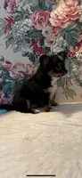 Mandi, a female Chihuahua for sale in Royston, GA – 2 of 3