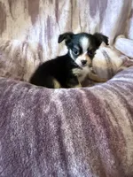 Pumpkin Spice Candy Girl, a female Chihuahua for sale in Royston, GA – 3 of 4