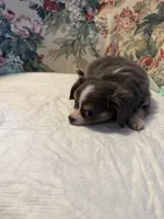 Blue Bunny, a female Chihuahua for sale in Royston, GA – 1 of 3